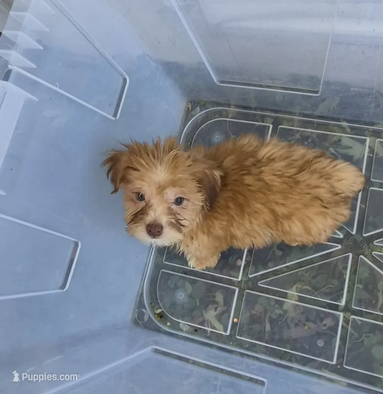 Charlie's boy 1 – Shih Tzu, Yorkshire Terrier puppy for sale in Momence, IL