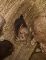Charlie's girl, a female Shih Tzu and Yorkshire Terrier for sale in Momence, IL – 4 of 7