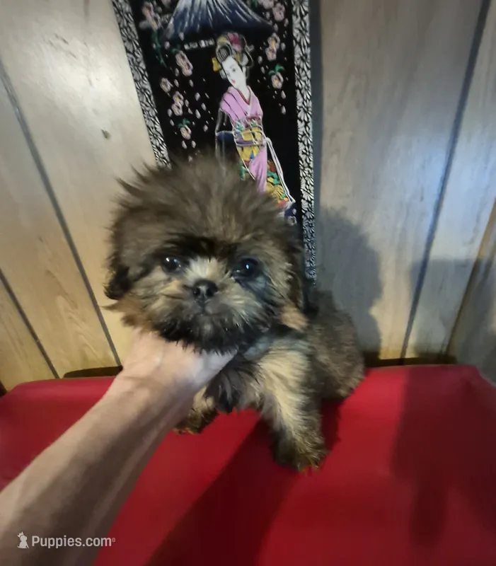 DJ – Shih Tzu puppy for sale in Momence, IL