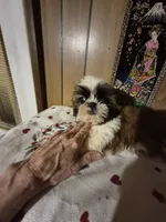 DJ girl, a female Shih Tzu for sale in Momence, IL – 10 of 10