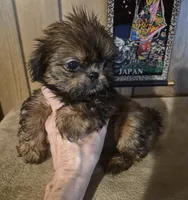 Lacys boy, a male Shih Tzu for sale in Momence, IL – 10 of 10