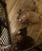 Charlie's girl, a female Shih Tzu and Yorkshire Terrier for sale in Momence, IL – 5 of 7