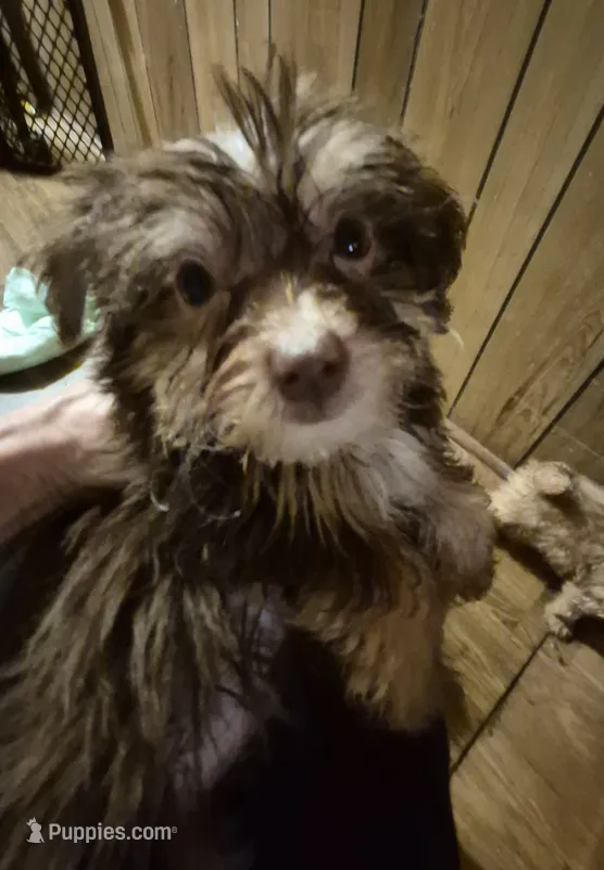 Charlie's boy 3 – Shih Tzu, Yorkshire Terrier puppy for sale in Momence, IL