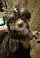 Charlie's boy 3, a male Shih Tzu and Yorkshire Terrier for sale in Momence, IL – 1 of 3