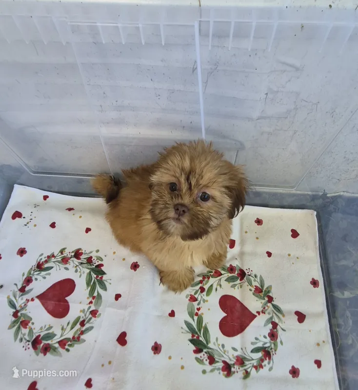 Ricky's boy 1 – Shih Tzu puppy for sale in Momence, IL