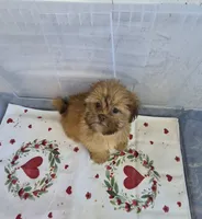 Ricky's boy 1, a male Shih Tzu for sale in Momence, IL – 1 of 7