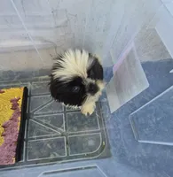 Ricky's boy 3, a male Pomeranian and Shih Tzu for sale in Momence, IL – 6 of 8