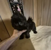 Girl 1, a female Shih Tzu for sale in Momence, IL – 3 of 9