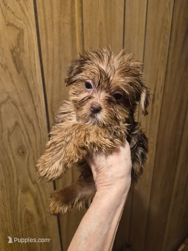 Charlie's boy 2 – Shih Tzu, Yorkshire Terrier puppy for sale in Momence, IL