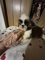 DJ girl, a female Shih Tzu for sale in Momence, IL – 3 of 10