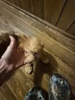 Charlie's boy 1, a male Shih Tzu and Yorkshire Terrier for sale in Momence, IL – 7 of 7