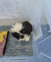 Ricky's boy 3, a male Pomeranian and Shih Tzu for sale in Momence, IL – 7 of 8