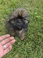Girl 3, a female Shih Tzu for sale in Momence, IL – 4 of 5