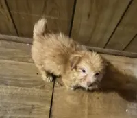 Charlie's boy 1, a male Shih Tzu and Yorkshire Terrier for sale in Momence, IL – 1 of 7