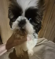 DJ boy, a male Shih Tzu for sale in Momence, IL – 9 of 10