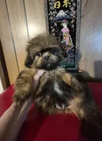 DJ, a male Shih Tzu for sale in Momence, IL – 10 of 10