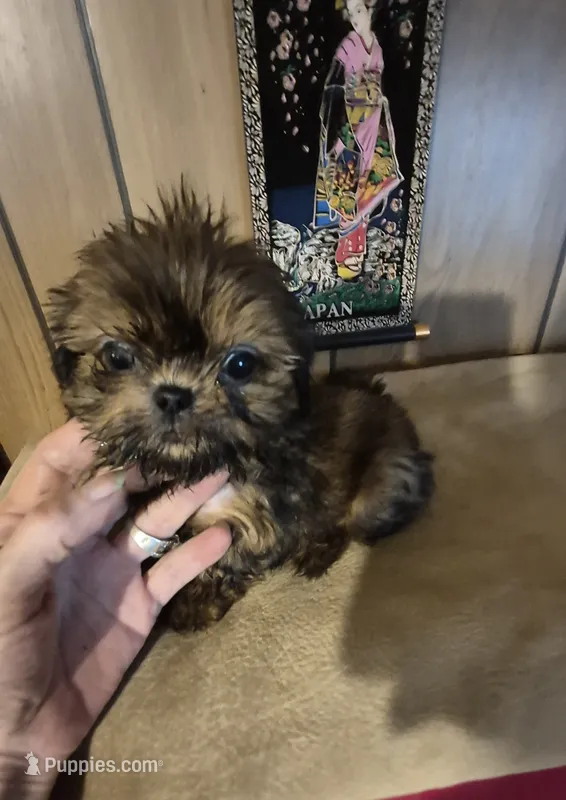 Lacys boy – Shih Tzu puppy for sale in Momence, IL