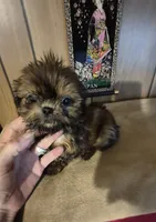 Lacys boy, a male Shih Tzu for sale in Momence, IL – 1 of 10