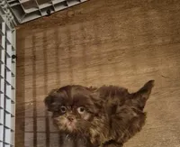 Male 2, a male Shih Tzu for sale in Momence, IL – Photo 4 of 4