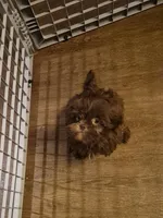 Male 2, a male Shih Tzu for sale in Momence, IL – Photo 3 of 4