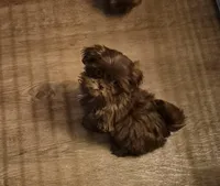 Male 2, a male Shih Tzu for sale in Momence, IL – Photo 1 of 4