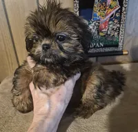 Lacys boy, a male Shih Tzu for sale in Momence, IL – 8 of 10