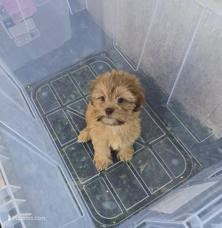 Ricky's boy 1 – Pomeranian, Shih Tzu puppy for sale in Momence, IL