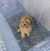 Ricky's boy 1, a male Pomeranian and Shih Tzu for sale in Momence, IL – 1 of 7