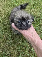 Girl 2, a female Shih Tzu for sale in Momence, IL – 5 of 6