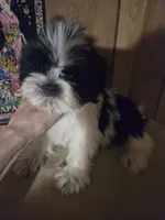 DJ boy, a male Shih Tzu for sale in Momence, IL – 9 of 10