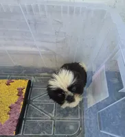 Ricky's boy 3, a male Pomeranian and Shih Tzu for sale in Momence, IL – 2 of 8