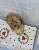 Ricky's boy 1, a male Shih Tzu for sale in Momence, IL – 3 of 7
