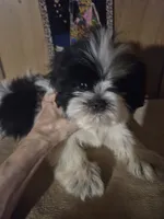 DJ boy, a male Shih Tzu for sale in Momence, IL – 6 of 10