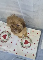Ricky's boy 1, a male Shih Tzu for sale in Momence, IL – 4 of 7