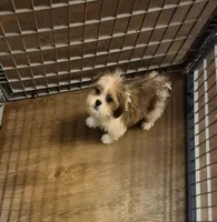 Male 1, a male Shih Tzu for sale in Momence, IL – Photo 10 of 10