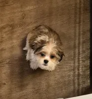 Male 1, a male Shih Tzu for sale in Momence, IL – Photo 4 of 10