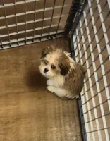 Male 1, a male Shih Tzu for sale in Momence, IL – Photo 3 of 10