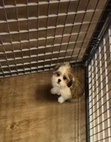 Male 1, a male Shih Tzu for sale in Momence, IL – Photo 5 of 10