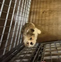 Male 1, a male Shih Tzu for sale in Momence, IL – Photo 9 of 10