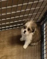 Male 1, a male Shih Tzu for sale in Momence, IL – Photo 2 of 10