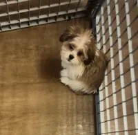 Male 1, a male Shih Tzu for sale in Momence, IL – Photo 1 of 10