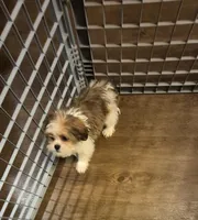 Male 1, a male Shih Tzu for sale in Momence, IL – Photo 8 of 10