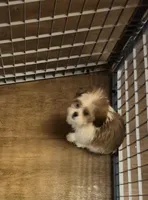 Male 1, a male Shih Tzu for sale in Momence, IL – Photo 7 of 10