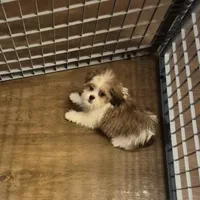 Male 1, a male Shih Tzu for sale in Momence, IL – Photo 6 of 10