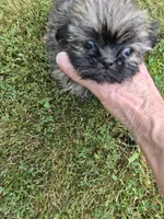 Girl 2, a female Shih Tzu for sale in Momence, IL – 4 of 6