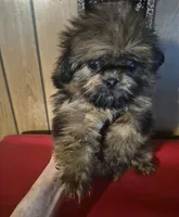 DJ, a male Shih Tzu for sale in Momence, IL – 6 of 10