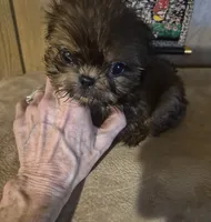 Lacys boy, a male Shih Tzu for sale in Momence, IL – 9 of 10