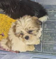 Ricky's boy 2, a male Shih Tzu for sale in Momence, IL – 6 of 7