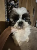 DJ boy, a male Shih Tzu for sale in Momence, IL – 4 of 10