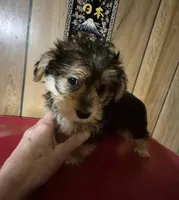 Charlie's boy 1, a male Bichon Frise and Yorkshire Terrier for sale in Momence, IL – Photo 6 of 9